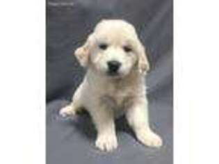 Golden Retriever Puppy for sale in Odessa, MO, USA