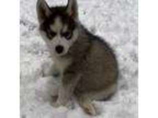 Siberian Husky Puppy for sale in Prattsburgh, NY, USA