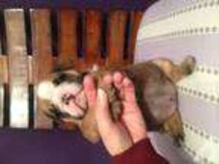 Bulldog Puppy for sale in DENTON, NC, USA