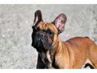 French Bulldog Puppy for sale in Gainesville, VA, USA