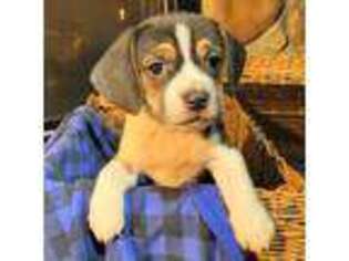 Beagle Puppy for sale in Lexington, KY, USA