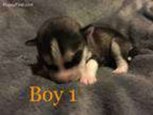 Siberian Husky Puppy for sale in Conneaut, OH, USA