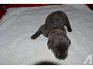 Labrador Retriever Puppy for sale in MINATARE, NE, USA