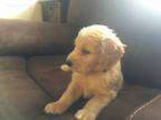 Goldendoodle Puppy for sale in Maitland, FL, USA