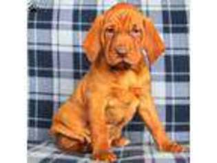 Vizsla Puppy for sale in Kirkwood, PA, USA