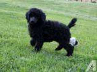 Mutt Puppy for sale in COALPORT, PA, USA