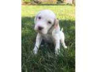 English Setter Puppy for sale in Valley Center, KS, USA