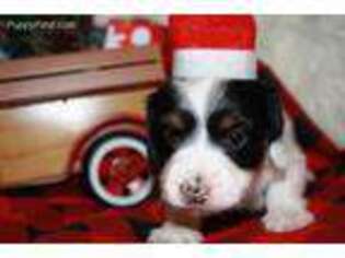Dachshund Puppy for sale in Binger, OK, USA