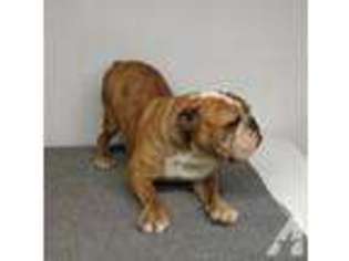 Bulldog Puppy for sale in BROOKFIELD, MO, USA