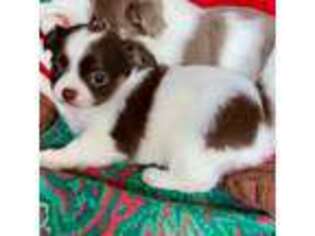 Chihuahua Puppy for sale in Chesapeake, VA, USA