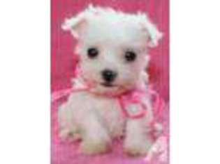 Schnoodle (Standard) Puppy for sale in CRARY, ND, USA