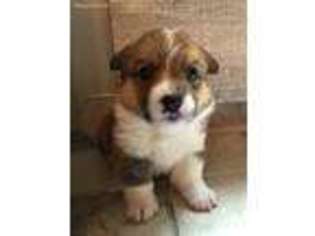 Pembroke Welsh Corgi Puppy for sale in Uhrichsville, OH, USA