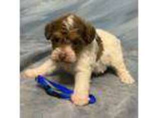 Schnoodle (Standard) Puppy for sale in Schriever, LA, USA