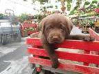 Labrador Retriever Puppy for sale in New Enterprise, PA, USA