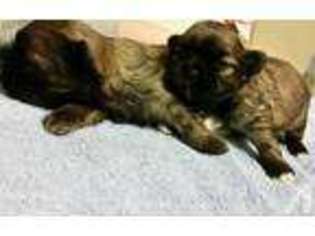 Mutt Puppy for sale in EAST TAUNTON, MA, USA