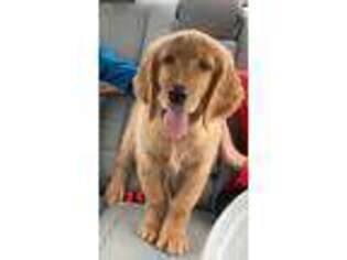 Golden Retriever Puppy for sale in Sussex, WI, USA
