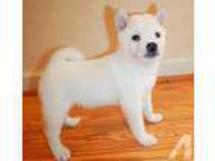 Shiba Inu Puppy for sale in DURHAM, NC, USA