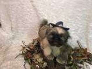 Mutt Puppy for sale in Atascadero, CA, USA