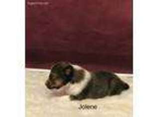 Shetland Sheepdog Puppy for sale in Dexter, MO, USA
