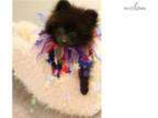 Pomeranian Puppy for sale in Lawrence, KS, USA