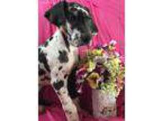 Great Dane Puppy for sale in Salida, CO, USA