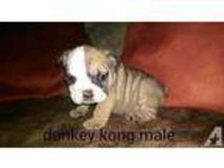Bulldog Puppy for sale in DECATUR, TX, USA