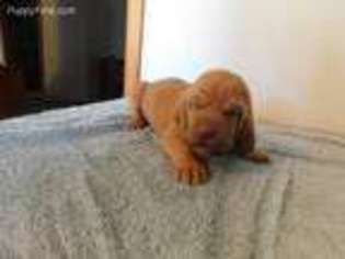 Bloodhound Puppy for sale in Uniontown, PA, USA