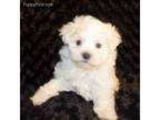 Maltese Puppy for sale in Greenwood, AR, USA