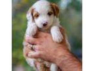 Mutt Puppy for sale in Baton Rouge, LA, USA