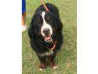 Bernese Mountain Dog Puppy for sale in Madill, OK, USA