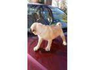 Pug Puppy for sale in Greensboro, NC, USA