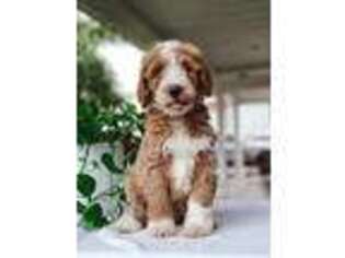 Goldendoodle Puppy for sale in Bergen, NY, USA