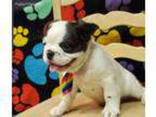 French Bulldog Puppy for sale in Glassboro, NJ, USA