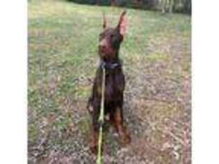 Doberman Pinscher Puppy for sale in Old Fort, NC, USA