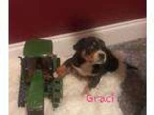 Greater Swiss Mountain Dog Puppy for sale in Columbiana, OH, USA