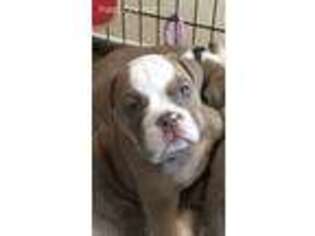 Bulldog Puppy for sale in Meridian, ID, USA