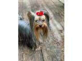 Yorkshire Terrier Puppy for sale in Lemont, IL, USA