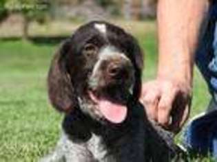 German Wirehaired Pointer Puppy for sale in Greeley, CO, USA