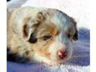 Miniature Australian Shepherd Puppy for sale in Wichita, KS, USA