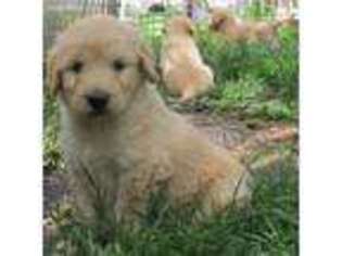 Goldendoodle Puppy for sale in Hedrick, IA, USA