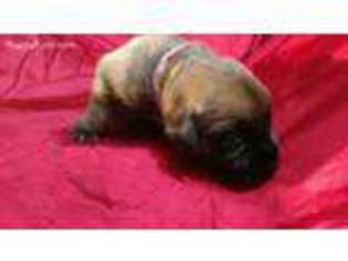 Mastiff Puppy for sale in New Castle, PA, USA