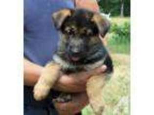 German Shepherd Dog Puppy for sale in GRANT, MI, USA