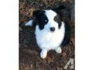 Border Collie Puppy for sale in CHOCTAW, OK, USA