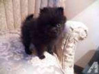 Pomeranian Puppy for sale in PAGELAND, SC, USA