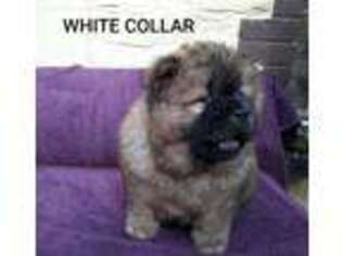 Chow Chow Puppy for sale in Delray Beach, FL, USA