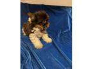 Biewer Terrier Puppy for sale in Weirsdale, FL, USA