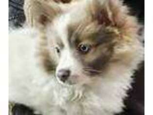 Pomeranian Puppy for sale in West Chester, OH, USA
