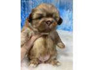 Pekingese Puppy for sale in Juniper, GA, USA
