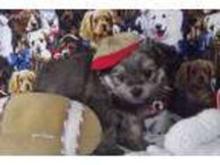 Maltipom Puppy for sale in Trenton, GA, USA