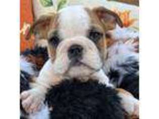 Bulldog Puppy for sale in Toccoa, GA, USA
